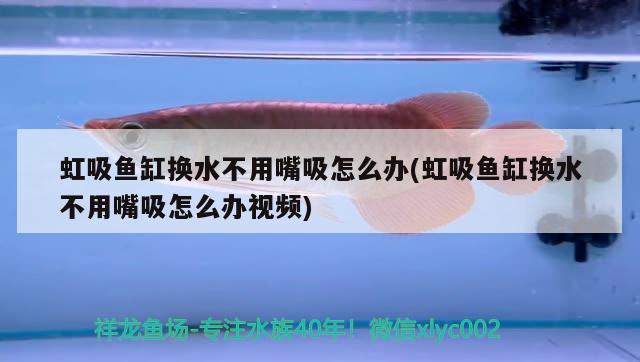 虹吸魚(yú)缸換水不用嘴吸怎么辦(虹吸魚(yú)缸換水不用嘴吸怎么辦視頻)