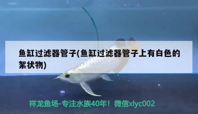 魚(yú)缸過(guò)濾器管子(魚(yú)缸過(guò)濾器管子上有白色的絮狀物)