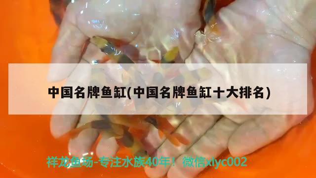 中國名牌魚缸(中國名牌魚缸十大排名) 紅魔王銀版魚