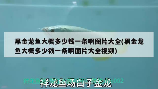 黑金龍魚大概多少錢一條啊圖片大全(黑金龍魚大概多少錢一條啊圖片大全視頻) 觀賞魚飼料