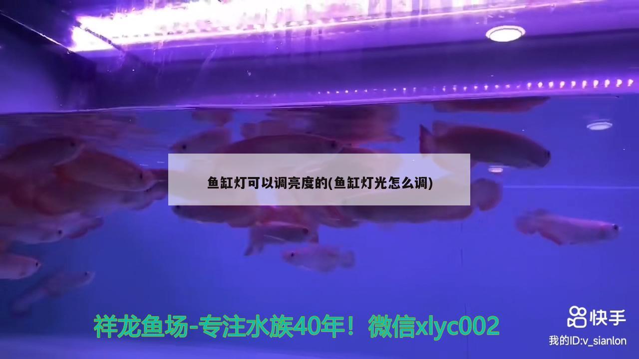 魚缸燈可以調(diào)亮度的(魚缸燈光怎么調(diào)) 魚缸水泵