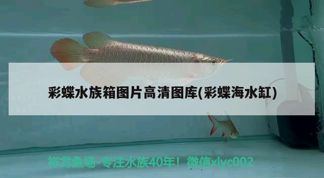 彩蝶水族箱圖片高清圖庫(彩蝶海水缸) 魚缸/水族箱 第2張