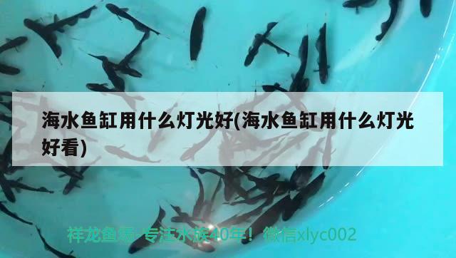 海水魚缸用什么燈光好(海水魚缸用什么燈光好看)