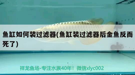 魚(yú)缸如何裝過(guò)濾器(魚(yú)缸裝過(guò)濾器后金魚(yú)反而死了) 黃金貓魚(yú)百科