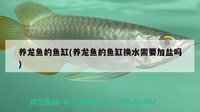 養(yǎng)龍魚(yú)的魚(yú)缸(養(yǎng)龍魚(yú)的魚(yú)缸換水需要加鹽嗎) 印尼紅龍魚(yú) 第3張