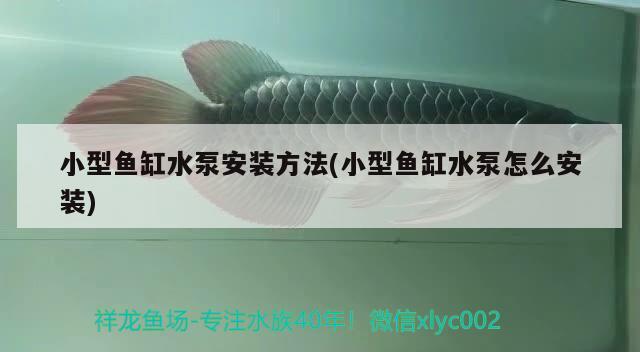 小型魚缸水泵安裝方法(小型魚缸水泵怎么安裝)