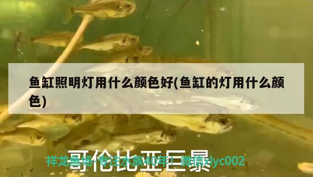 魚缸照明燈用什么顏色好(魚缸的燈用什么顏色) 蘇虎苗（蘇門答臘虎魚苗）