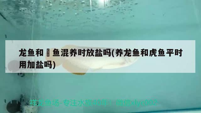 龍魚和魟魚混養(yǎng)時放鹽嗎(養(yǎng)龍魚和虎魚平時用加鹽嗎)