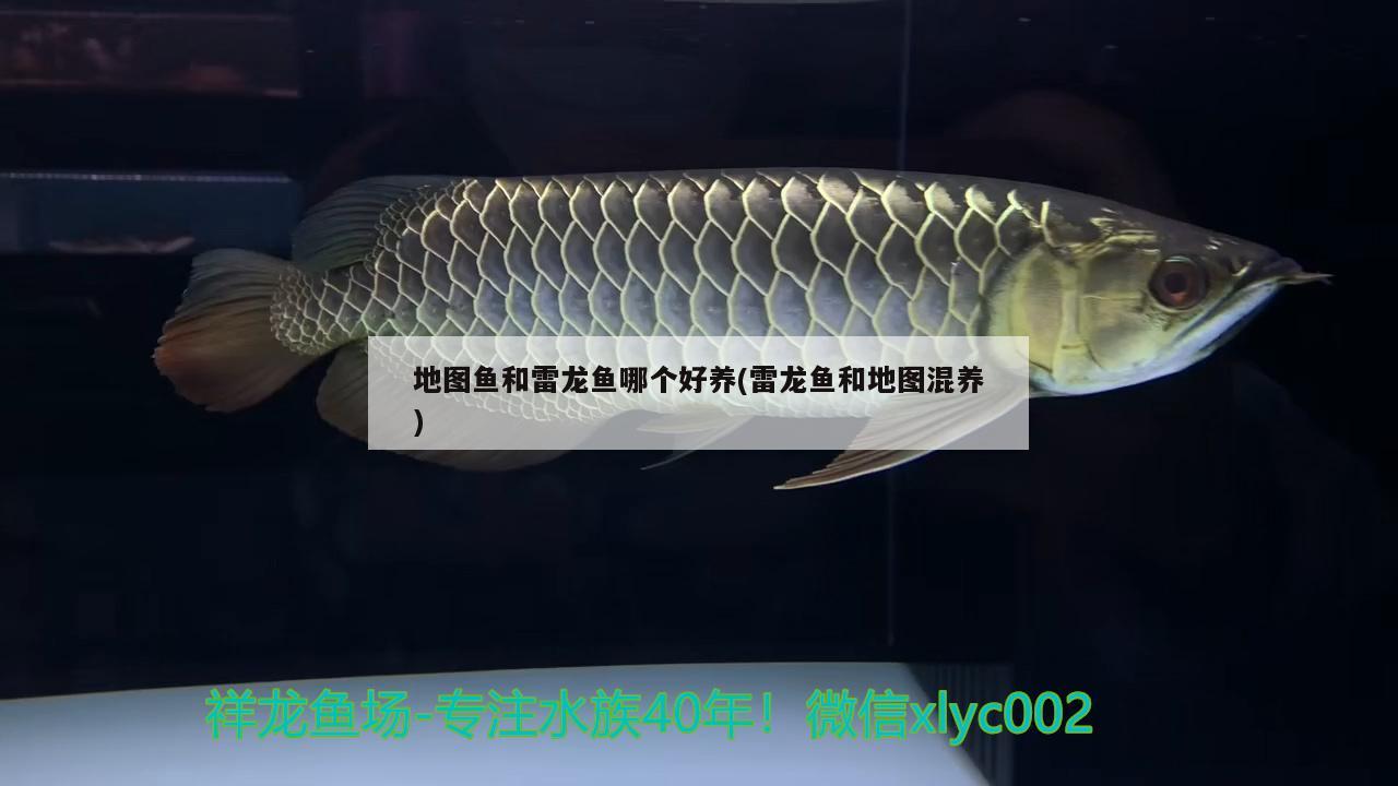 地圖魚和雷龍魚哪個好養(yǎng)(雷龍魚和地圖混養(yǎng))