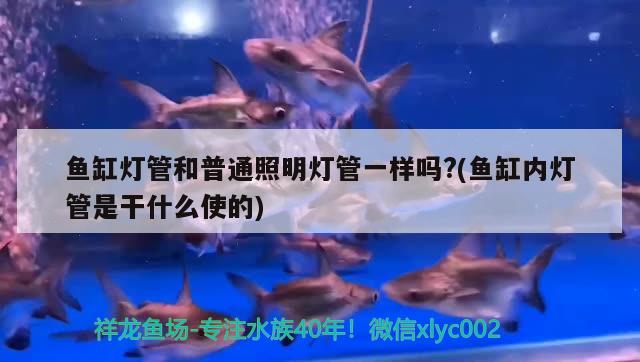 魚缸燈管和普通照明燈管一樣嗎?(魚缸內(nèi)燈管是干什么使的) 泰國虎魚（泰虎）