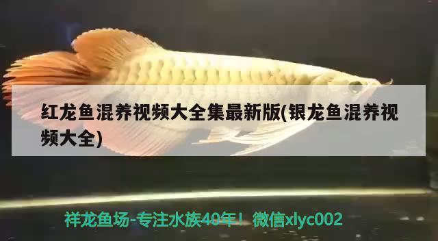 紅龍魚混養(yǎng)視頻大全集最新版(銀龍魚混養(yǎng)視頻大全) 銀龍魚