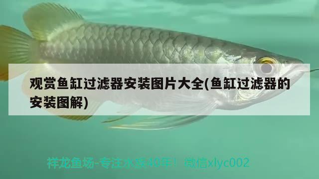 魚(yú)缸干濕分離盒設(shè)計(jì)圖(diy魚(yú)缸干濕分離盒)