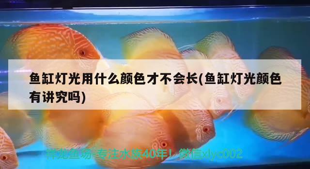 魚缸燈光用什么顏色才不會(huì)長(魚缸燈光顏色有講究嗎)