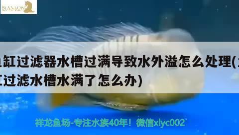 魚缸過(guò)濾器水槽過(guò)滿導(dǎo)致水外溢怎么處理(魚缸過(guò)濾水槽水滿了怎么辦) 水族用品