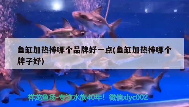 銀龍魚和什么魚能一起養(yǎng)呢視頻（銀龍和什么魚可以一起養(yǎng)） 銀龍魚 第2張