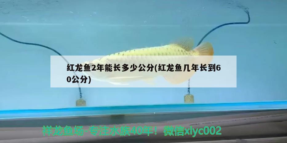 紅龍魚2年能長多少公分(紅龍魚幾年長到60公分)