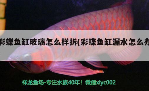 彩蝶魚缸玻璃怎么樣拆(彩蝶魚缸漏水怎么辦) 觀賞魚魚苗