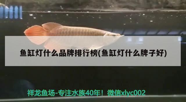 魚缸燈什么品牌排行榜(魚缸燈什么牌子好) 稀有金龍魚