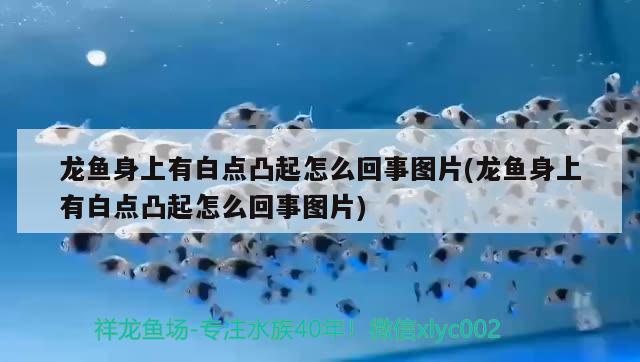 怎么養(yǎng)好接吻魚，要注意什么，接吻魚怎么養(yǎng)