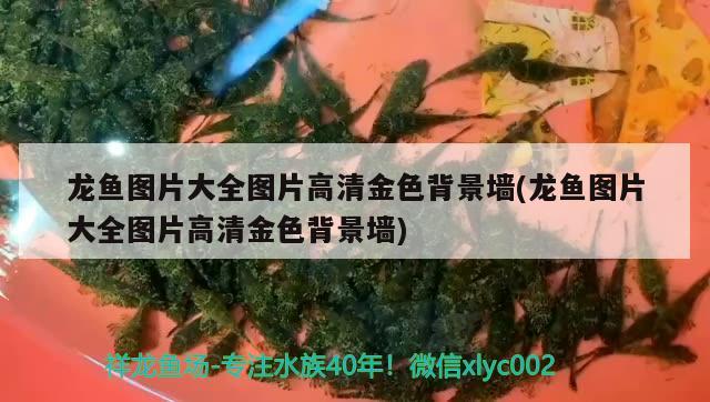 翹嘴魚是不是銀龍魚的一種魚，翹嘴魚是銀龍魚的一種魚（翹嘴魚是不是銀龍魚的一種魚） 銀龍魚 第2張