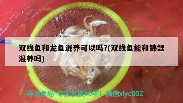 雙線魚和龍魚混養(yǎng)可以嗎?(雙線魚能和錦鯉混養(yǎng)嗎) 白子金龍魚