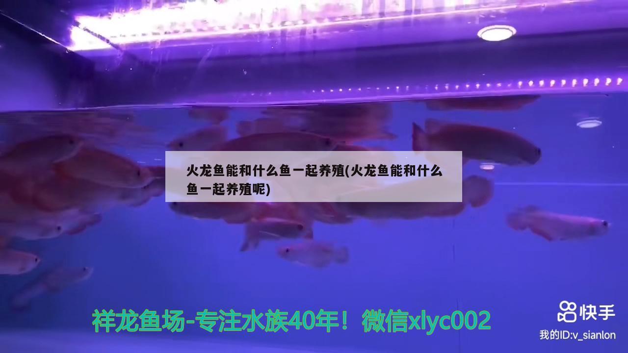 火龍魚能和什么魚一起養(yǎng)殖(火龍魚能和什么魚一起養(yǎng)殖呢) 泰國雪鯽魚