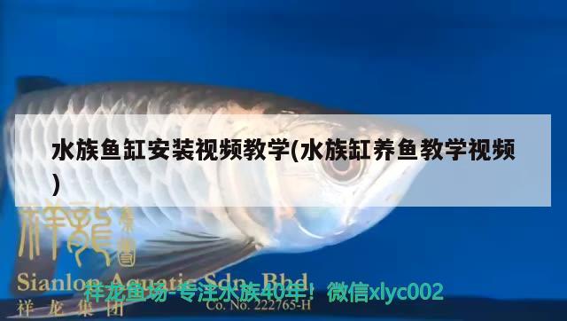 水族魚(yú)缸安裝視頻教學(xué)(水族缸養(yǎng)魚(yú)教學(xué)視頻) 祥龍金禾金龍魚(yú)