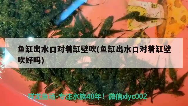 魚缸出水口對著缸壁吹(魚缸出水口對著缸壁吹好嗎) 過背金龍魚