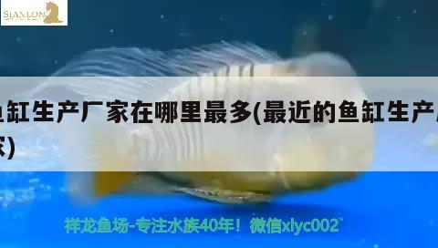 魚(yú)缸生產(chǎn)廠家在哪里最多(最近的魚(yú)缸生產(chǎn)廠家) 噴點(diǎn)菠蘿魚(yú)