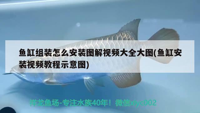 魚缸組裝怎么安裝圖解視頻大全大圖(魚缸安裝視頻教程示意圖) 玫瑰銀版魚