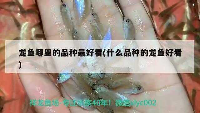 龍魚哪里的品種最好看(什么品種的龍魚好看)