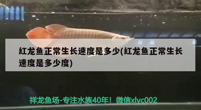 紅龍魚(yú)正常生長(zhǎng)速度是多少(紅龍魚(yú)正常生長(zhǎng)速度是多少度)