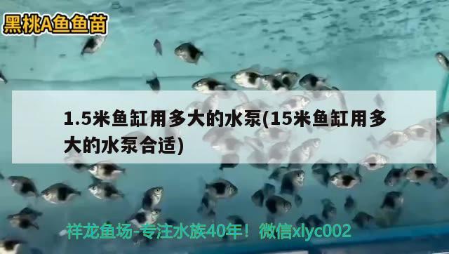 1.5米魚缸用多大的水泵(15米魚缸用多大的水泵合適) 白子黃化銀龍魚