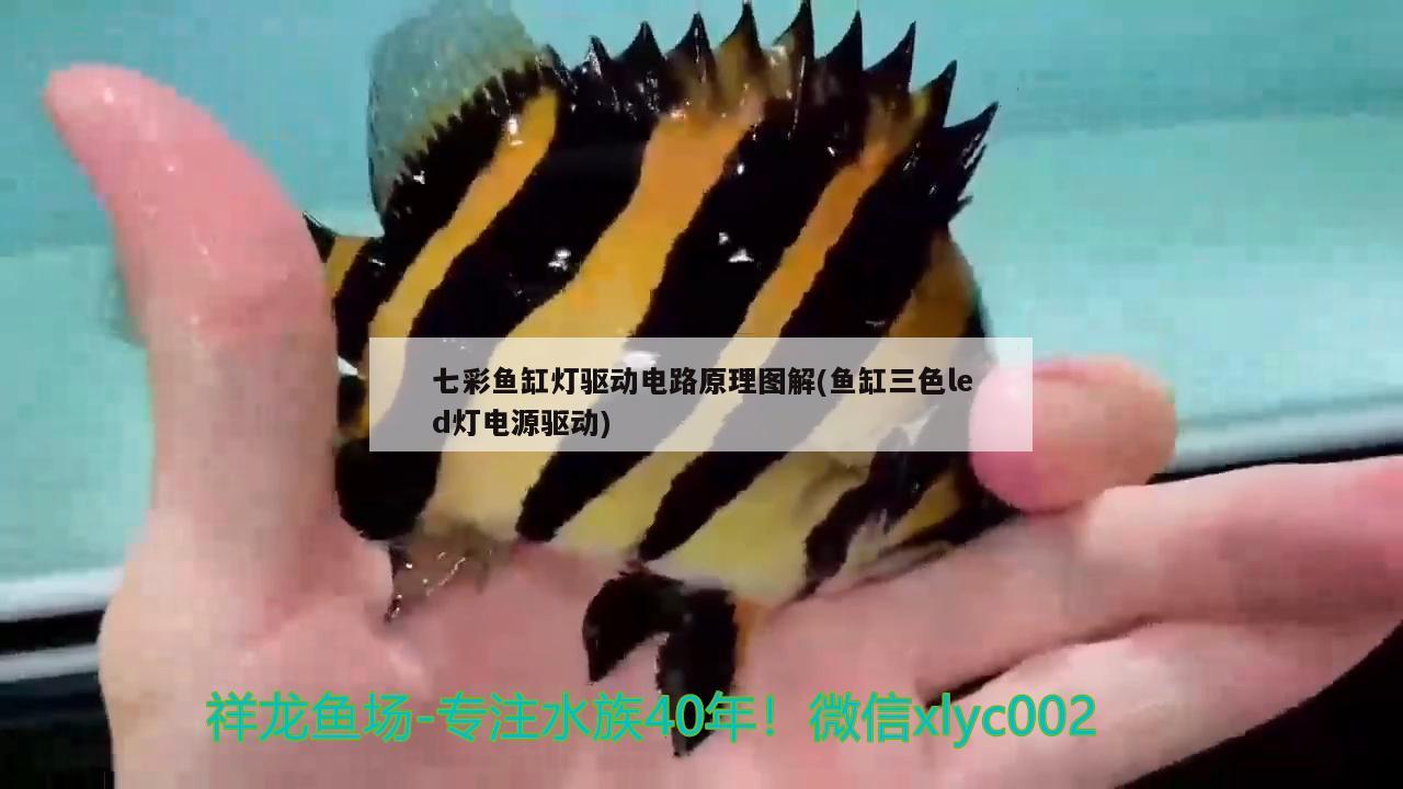 七彩魚缸燈驅(qū)動(dòng)電路原理圖解(魚缸三色led燈電源驅(qū)動(dòng))