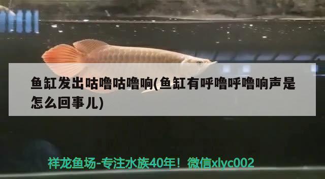 魚缸發(fā)出咕嚕咕嚕響(魚缸有呼嚕呼嚕響聲是怎么回事兒) 成吉思汗鯊（球鯊）魚