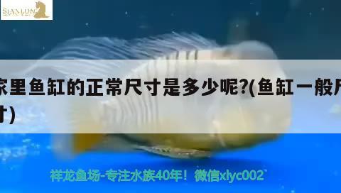 家里魚缸的正常尺寸是多少呢?(魚缸一般尺寸)