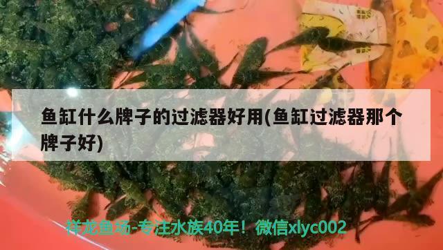 魚缸什么牌子的過濾器好用(魚缸過濾器那個牌子好) 印尼虎苗