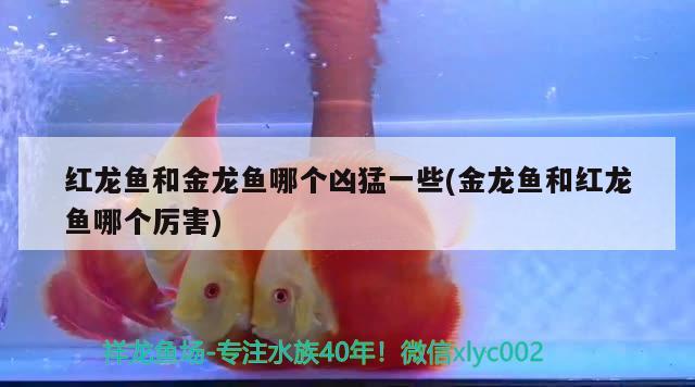 七彩龍魚(yú)是什么品種：金龍魚(yú)品種 觀賞魚(yú) 第2張