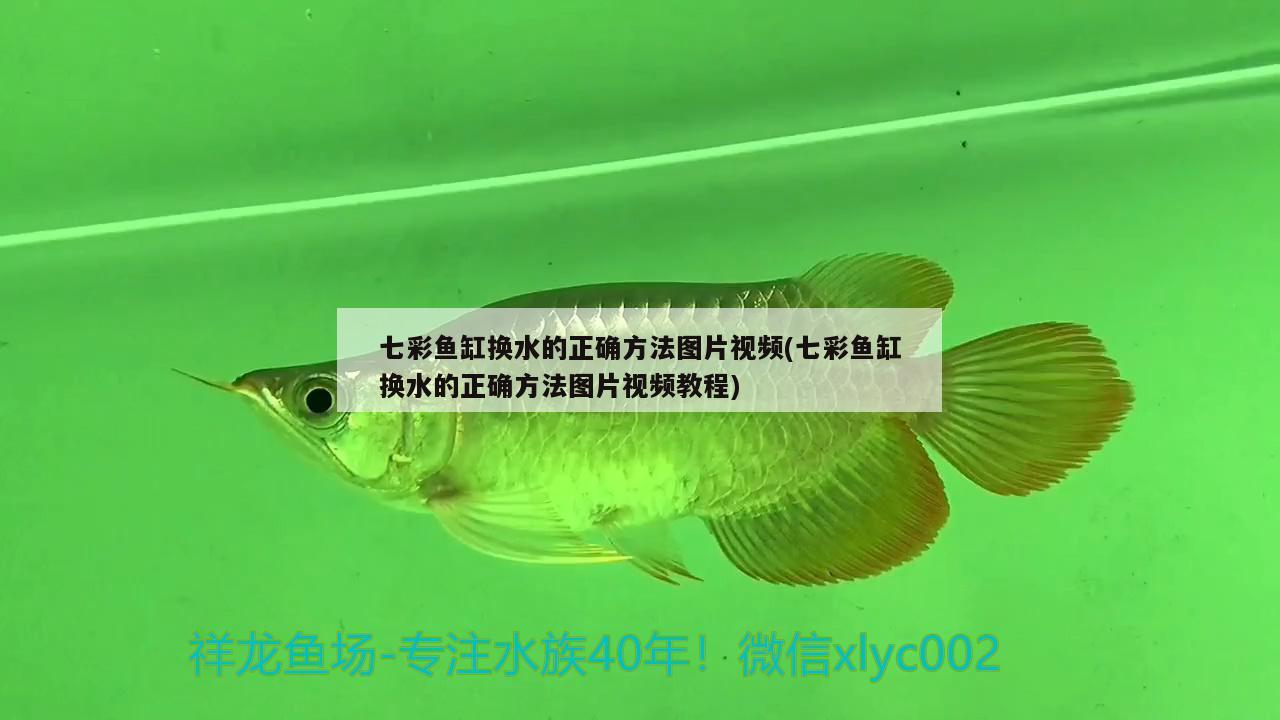 七彩魚缸換水的正確方法圖片視頻(七彩魚缸換水的正確方法圖片視頻教程) 青龍魚