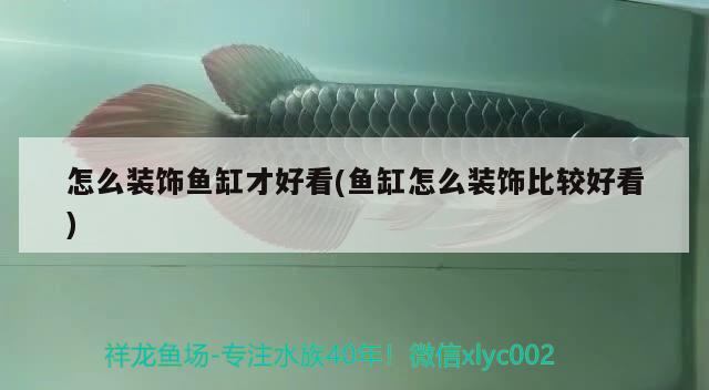 黑魚魚缸怎么養(yǎng)：黑魚魚缸怎么養(yǎng)魚