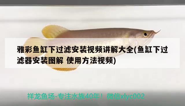 雅彩魚缸下過濾安裝視頻講解大全(魚缸下過濾器安裝圖解使用方法視頻) 杰西卡恐龍魚