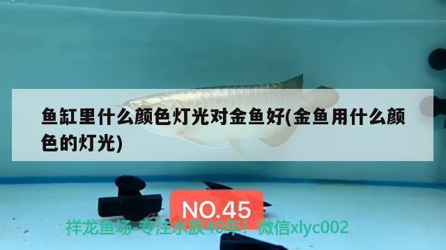 魚缸里什么顏色燈光對金魚好(金魚用什么顏色的燈光) 暹羅巨鯉