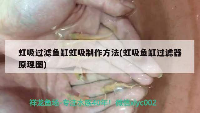 虹吸過濾魚缸虹吸制作方法(虹吸魚缸過濾器原理圖) 祥龍水族護理水