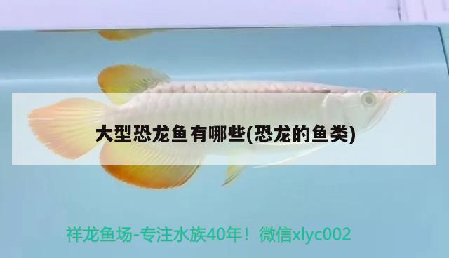 大型恐龍魚(yú)有哪些(恐龍的魚(yú)類)