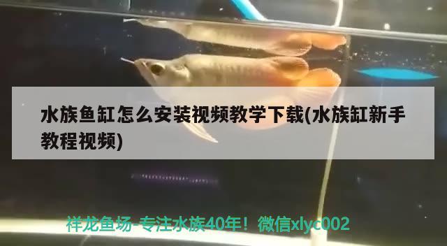 水族魚缸怎么安裝視頻教學(xué)下載(水族缸新手教程視頻) 泰龐海蓮魚