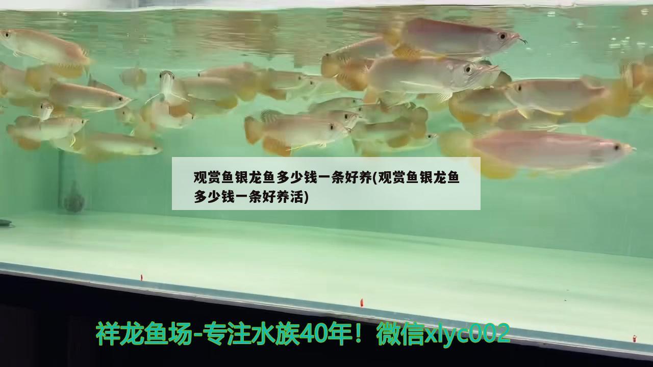 觀賞魚銀龍魚多少錢一條好養(yǎng)(觀賞魚銀龍魚多少錢一條好養(yǎng)活)