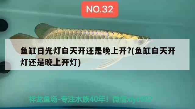 狐尾藻直接扔水里就可以了吧 印尼三紋虎 第2張