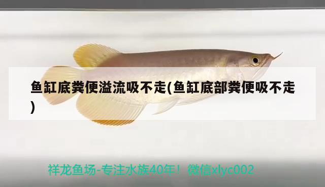 魚缸底糞便溢流吸不走(魚缸底部糞便吸不走) 充氧泵