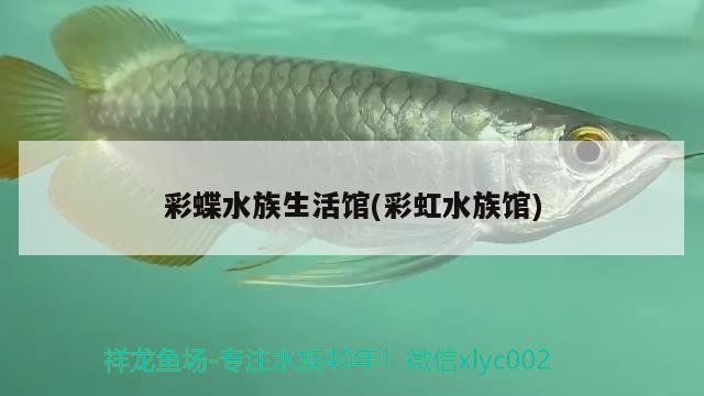 泰虎一枚 泰國(guó)虎魚 第1張