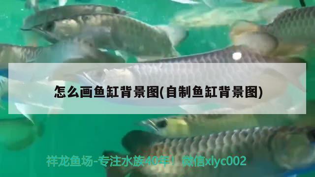 怎么畫魚缸背景圖(自制魚缸背景圖) 斑馬鴨嘴魚